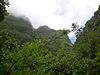 A foggy picture of the top of a very dense forest