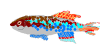 Miniatura para Fundulopanchax gularis