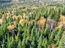 Taiga in the Gaspesie, Quebec, including other species Gaspe taiga.jpg
