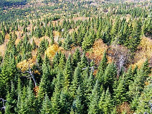 Taiga forest dominated by Picea glauca. Gaspé,...