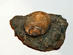 Ampullinopsis crassatina fossile (Ampullinidae).