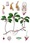 Gaultheria procumbens — Гаультерия лежачая