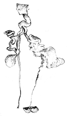 Развернутая репродуктивная система слизняка, демонстрирующая три мешочка с тупым концом, прикрепленные к одному большому протоку и одному гораздо более тонкому