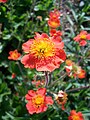 Geum coccineum