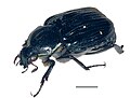 May 11: the beetle Giesbertiolus linnaei