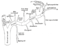 Plan of branches of internal maxillary artery.