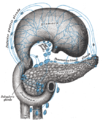 Lymphatics ning dungus, atlwp. Ing dungus mibaligtad yang patas.