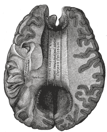List of images in Gray's Anatomy: IX. Neurology