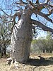 Gregory's tree, a large boab tree