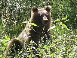 Grizzly Beaver Creek