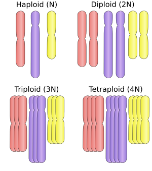 A cell's ploidy level is defined by the number of copies it has of each specific chromosome: if the cell has two copies of each of three distinct chromosomes, it is said to be diploid (2N). Haploid, diploid ,triploid and tetraploid.svg