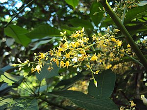 파라고무나무(Hevea brasiliensis)