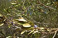 Hovea longipes