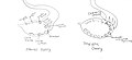 This is a diagram of a normal ovary going through it’s cycle, with a polycystic ovary showing how the cycle messes up and forms cysts.