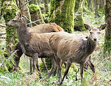 Some female red deer in Killarney National Park, Ireland Irl-female red deer Killarney.jpg