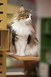 Karin Maine Coon.jpg