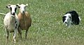 Border Collie working goats