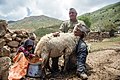 Kurmanji woman milking a sheep