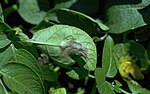 Symptômes de mildiou sur feuilles de pomme de terre.