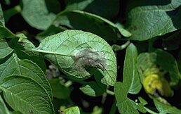 Симптом захворювання на картопляному листі