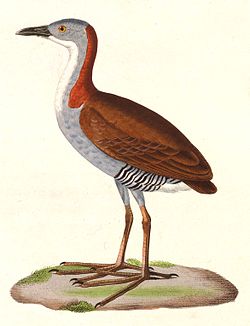 Laterallus exilis 1838.jpg