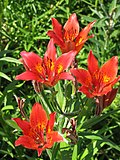 Lilium dauricum.jpg