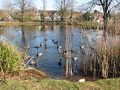 Long Itchington duck pond - geograph.org.uk - 2336937.jpg