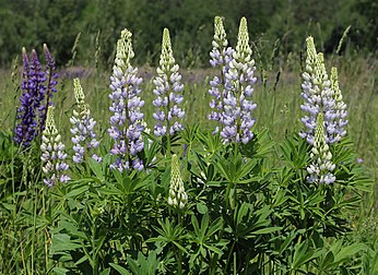 Tremoço-de-jardim (Lupinus polyphyllus), uma planta ornamental, originária do noroeste da América do Norte, classificada como espécie invasora silvestre em alguns países da Europa e Nova Zelândia. (definição 4 600 × 3 350)