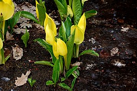 Lysichiton americanum