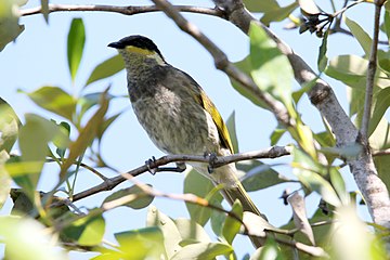 Mangrove honeyeater