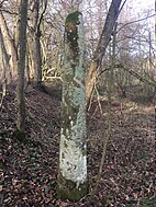 Menhir von Schatthausen, Nord-Ost Seite, Höhe ca. 2,50 m