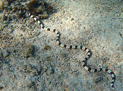 Anguille-serpent à bandes (Myrichthys colubrinus)