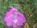 Borzas füzike (Epilobium hirsutum)