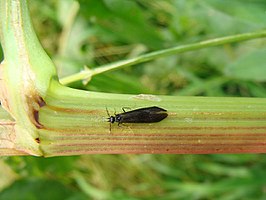 Mystacides niger