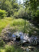 Feuchtbiotop im bewaldeten westl. Steinbruchkessel