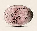 Illustration of egg by Hewitson