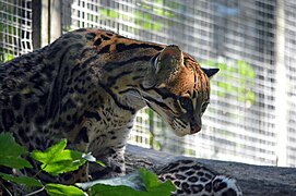 Ocelot.