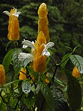 Miniatura para Pachystachys lutea