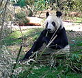 Panda mayor en el zoo de Chapultepec (México)