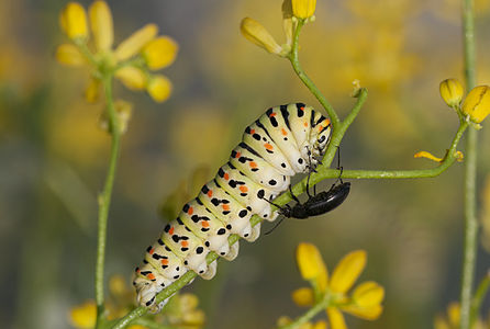 Kırlangıçkuyruklular (Papilionidae) familyasından bir kelebek türü olan kırlangıçkuyruk (Papilio machaon) larvası; Adana, Türkiye. (Üreten: Zeynel Cebeci)