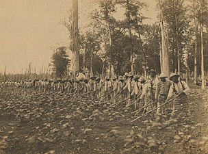 Prisoners working at the Mississippi State Penitentiary at Parchman in 1911.[b]