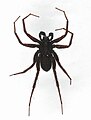 Pardosa paludicola