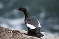 Pigeon Guillemot (Cepphus columba) in Monterey Bay.jpg