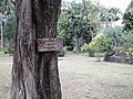 Ствол Tabebuia pallida