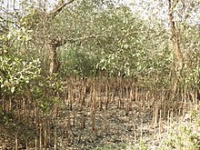 Pneumatophores on a species of mangrove Pneumatophores of Avicennia by Dr. Raju Kasambe DSCN9864 (13).jpg