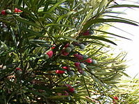 Podocarpus macrophyllus