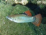 A mangrove molly male in nature