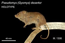 Пустинна мишка с прикрепени етикети