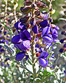 Indigo bush Psorothamnus fremontii