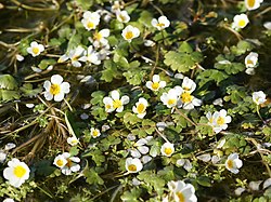 Ranunculus aquatilis